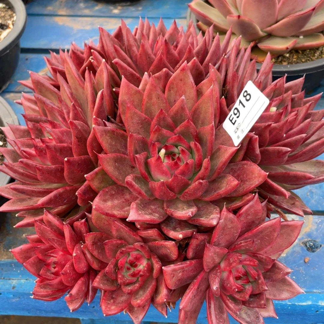 无花朵若如东云组拍E918