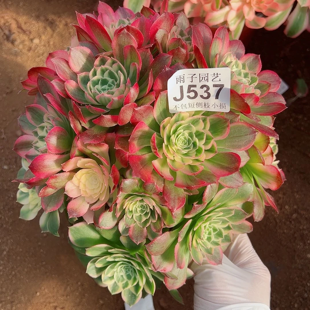 537海王尺寸25左右