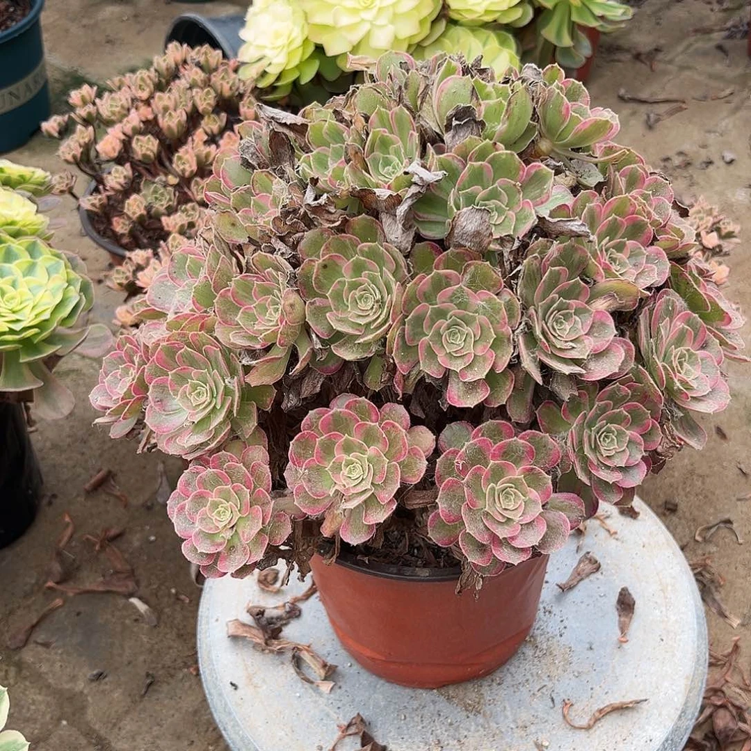 无花朵4安娜法师多肉植物