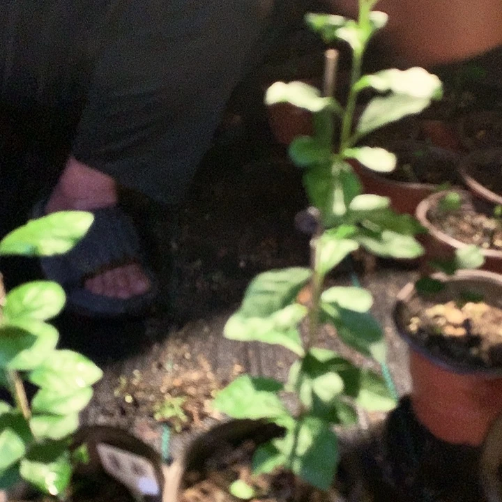 无花朵辣椒嫁接苗49