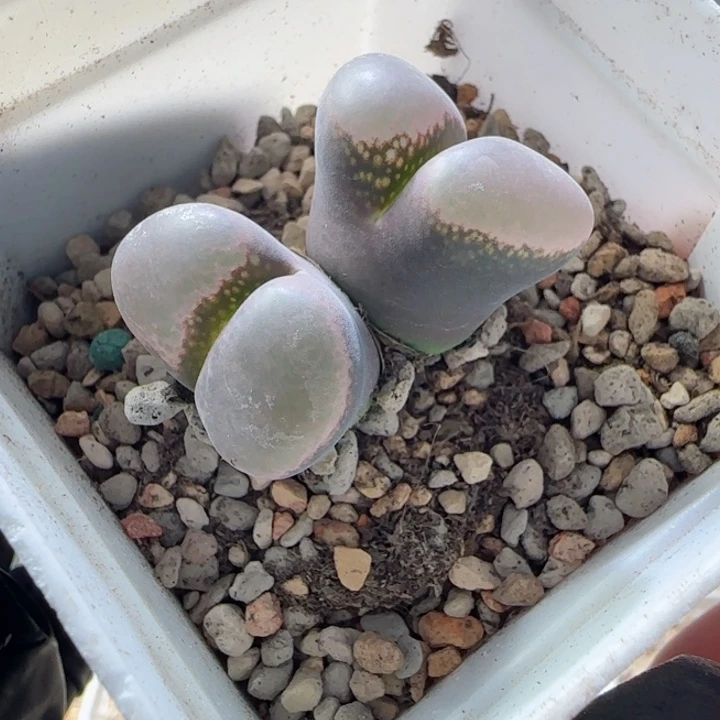 双11特梦幻母本多肉植物47号