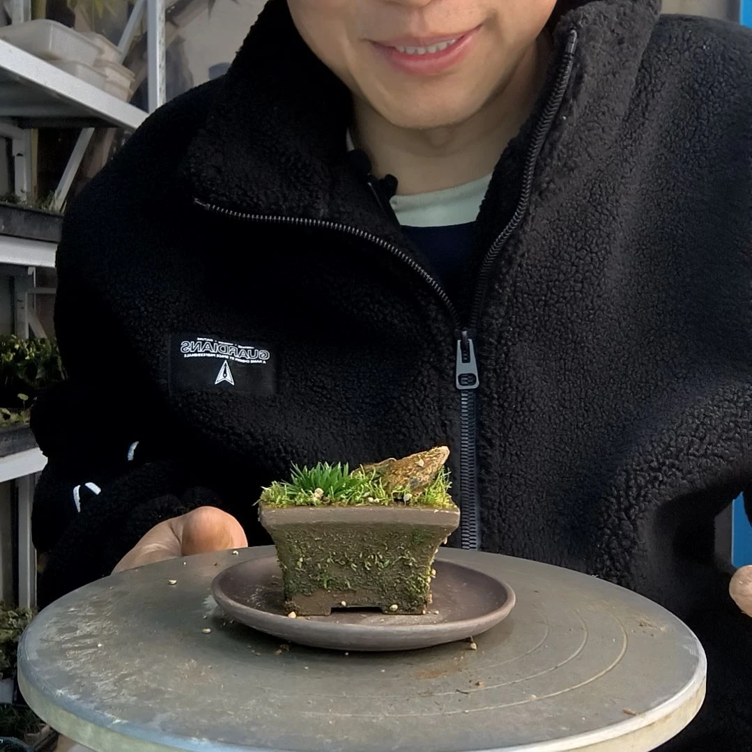 我**我小盆景小植物一物一拍17