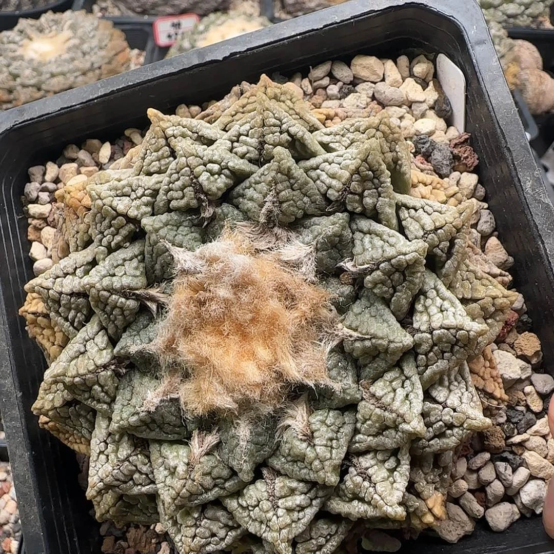 龟甲牡丹111111111111111