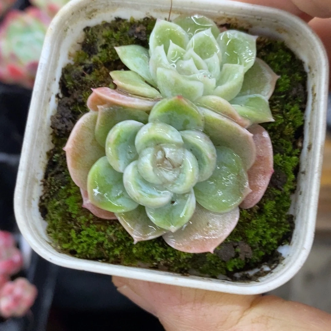 精品多肉一物一拍不包整341