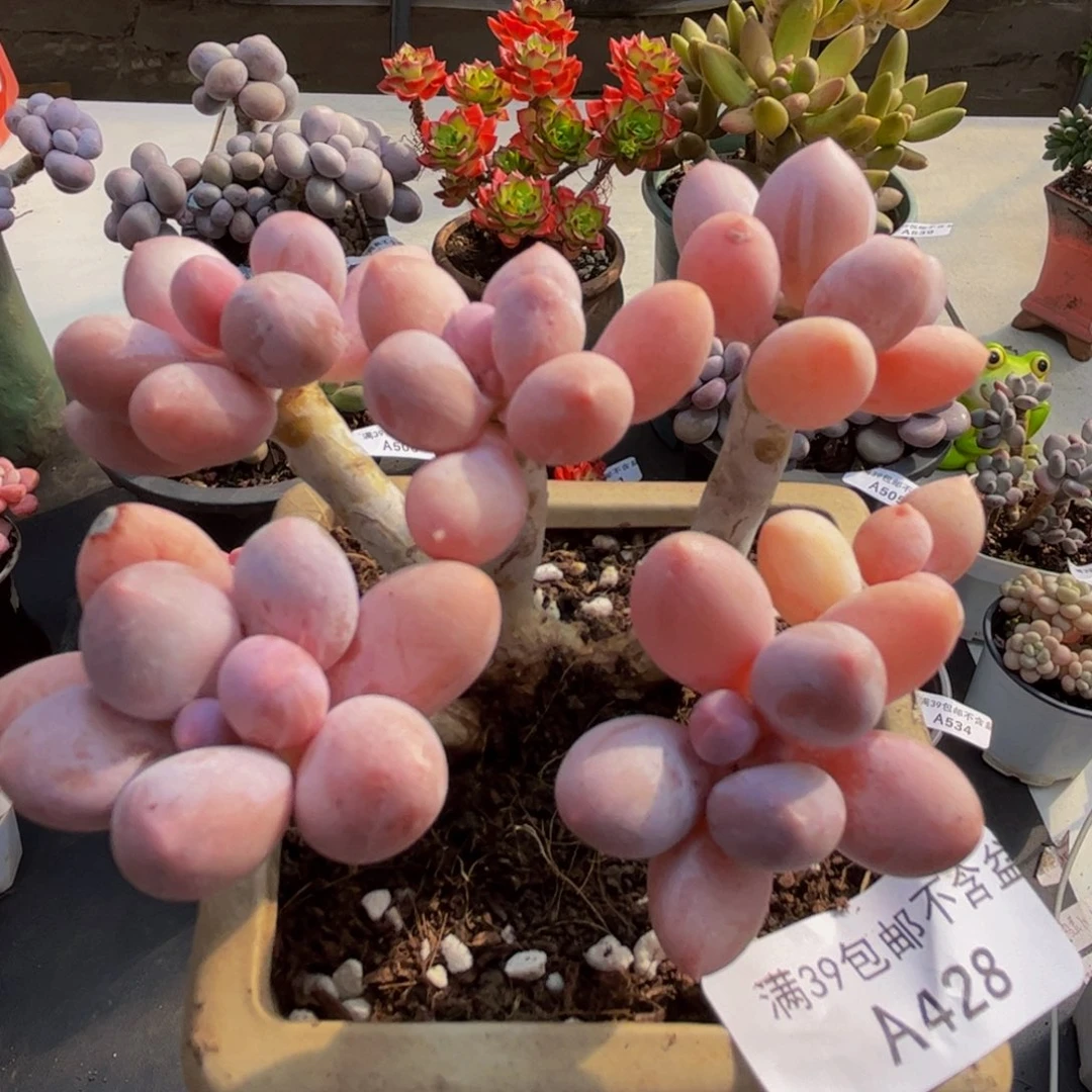 428/10cm香水手指多肉