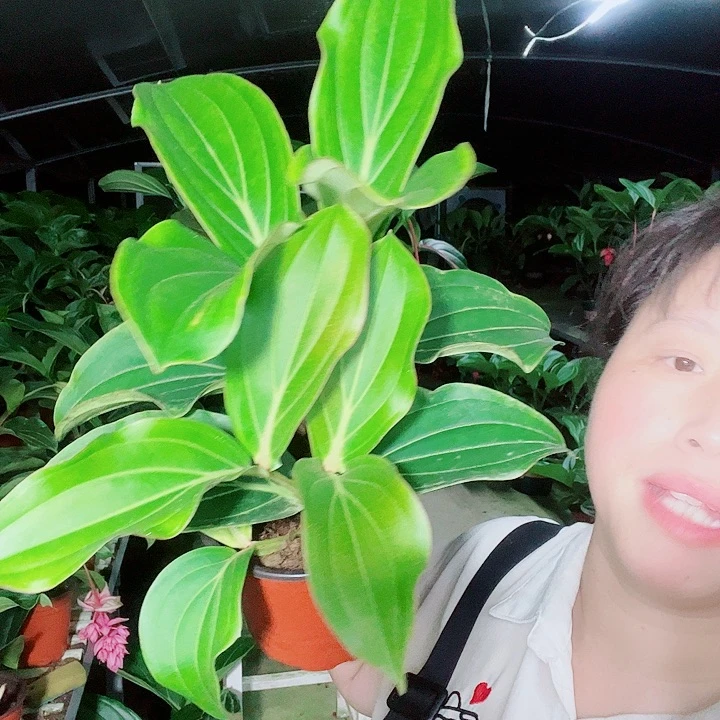 用****2宝莲灯开花开花