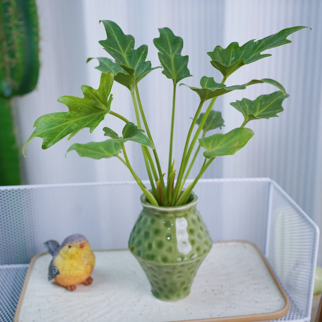 小天使陶瓷款水培绿植盆栽室内水培好养吸甲醛花卉