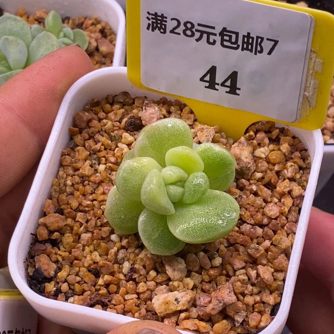 744冰玉石化带锦的