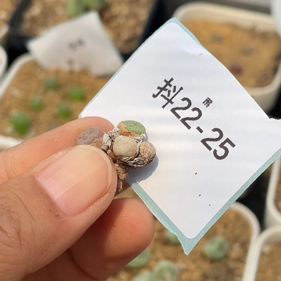 水***冻22-25肉锥多肉植物