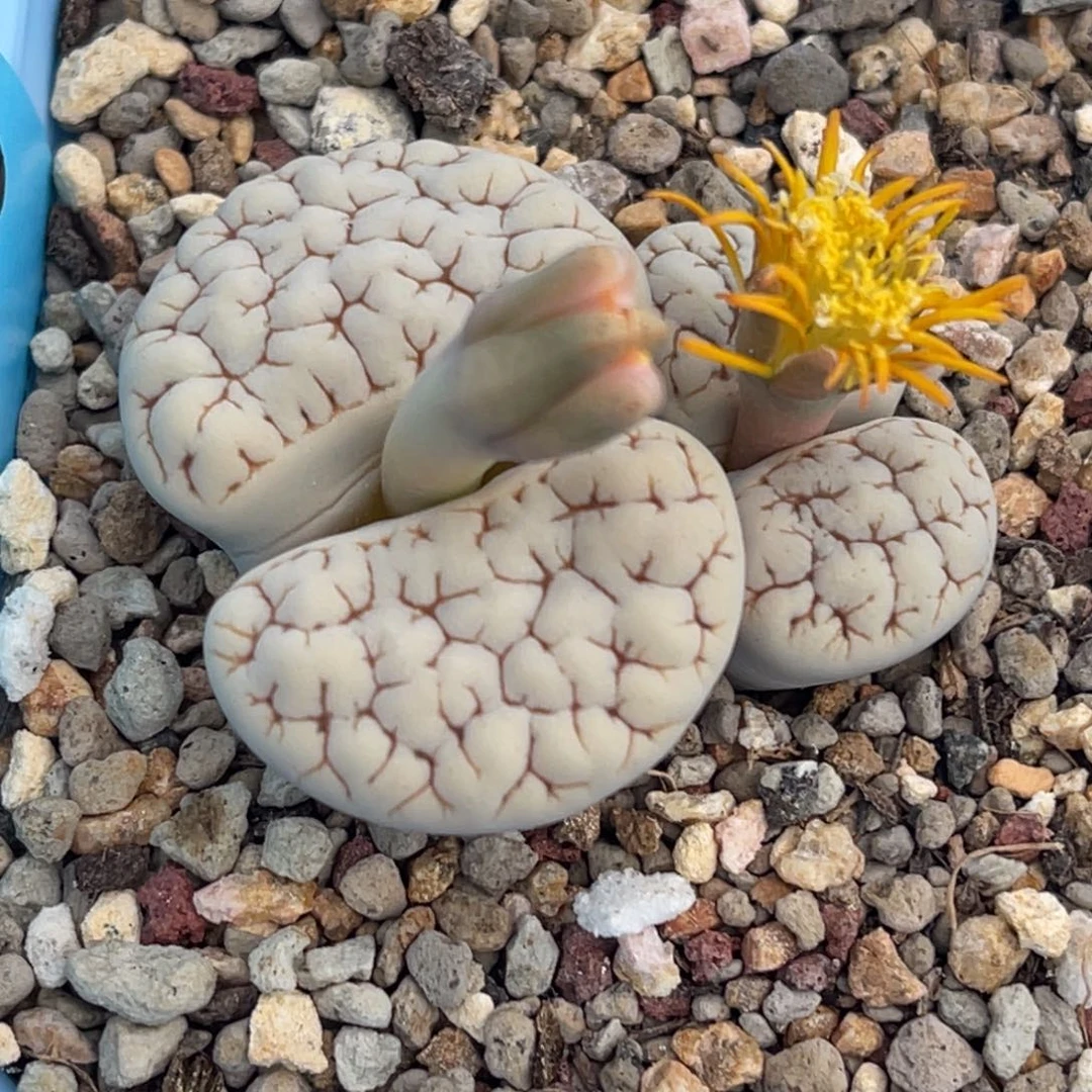 8206双头脑纹189一颗