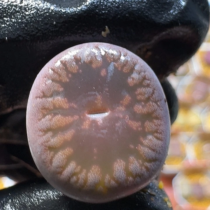 生石花33:：，。  31号。 1.7左右