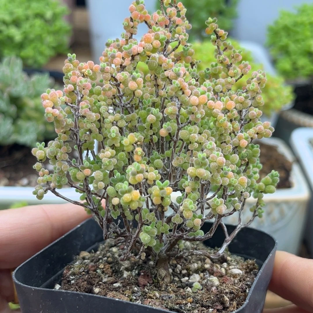 16蜜桔糖球优选枝干番杏