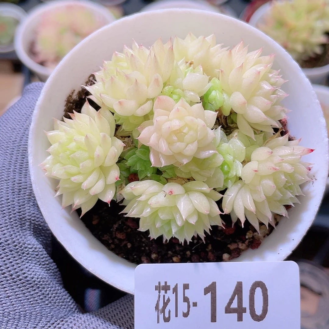 花利美15-140麦秆群