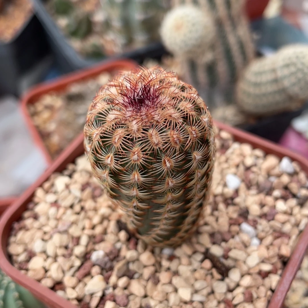 鹿角柱实生仙人球复色丽光