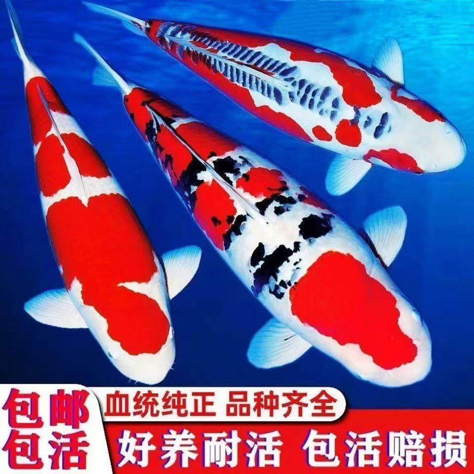 纯种红白大正三色昭和锦鲤鱼活体大型观赏鱼苗好养耐活