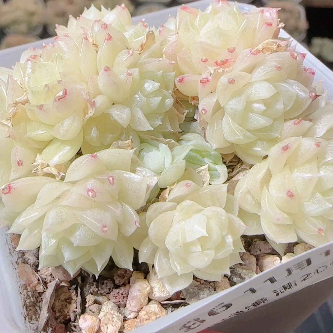 墨***刀花语逸镜1117-286散