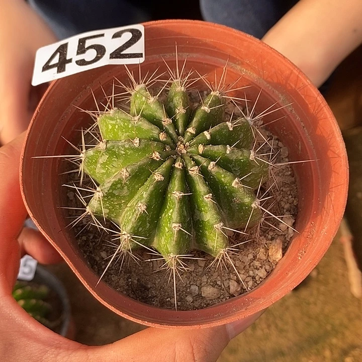 452有根神秘彩草一颗