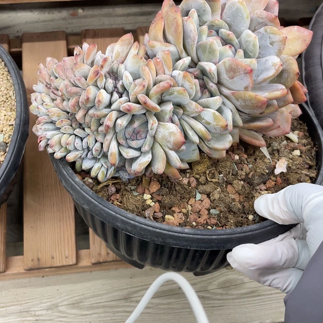 大脸紫皮石榴子星影朵朵缀