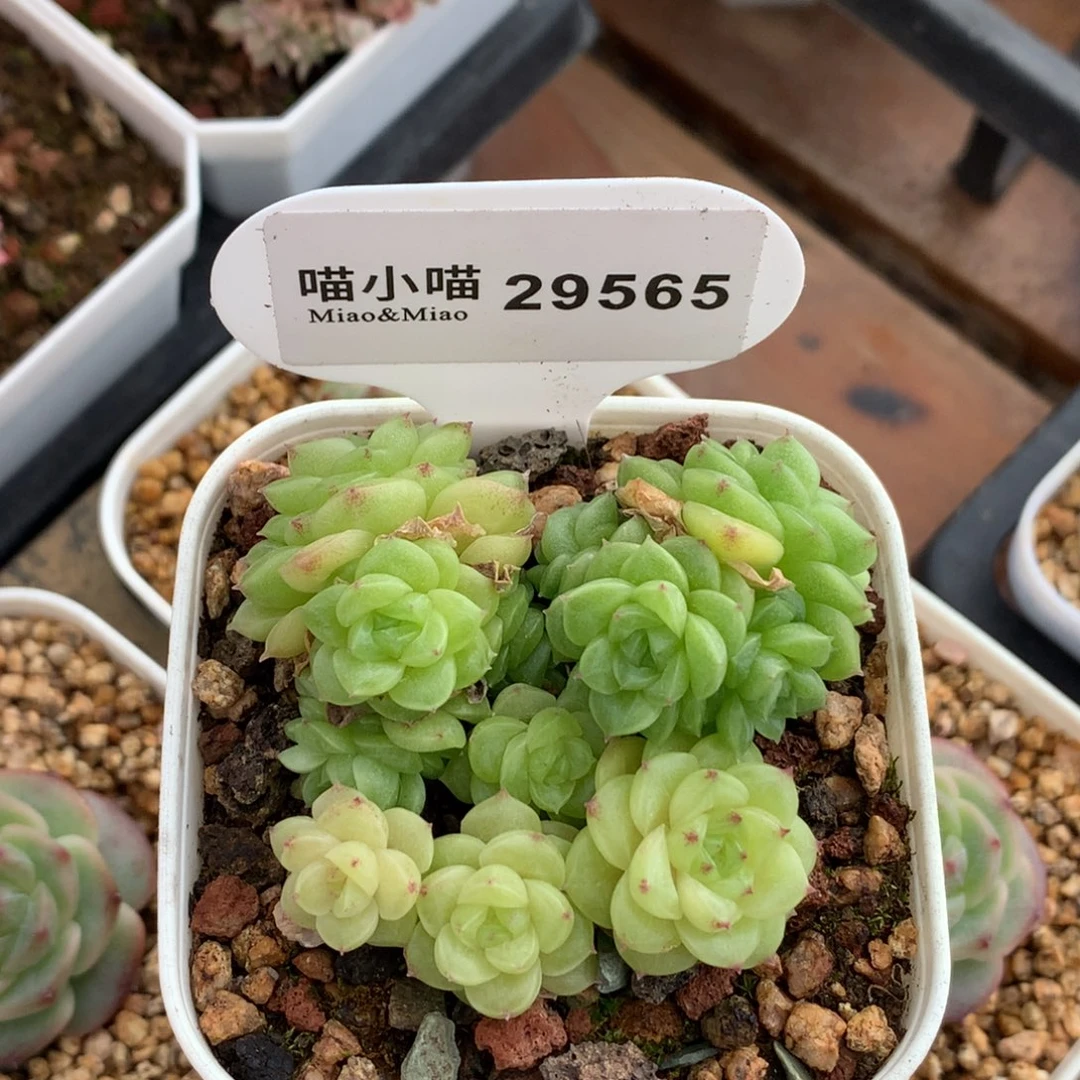 C***h多肉植物不包整散