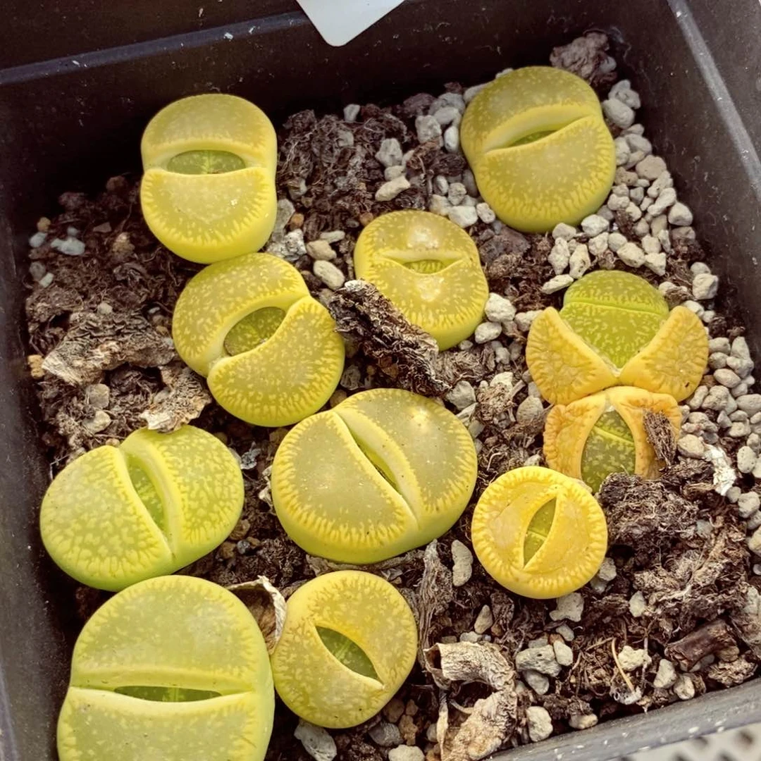 我的小姐姐们都是我的249