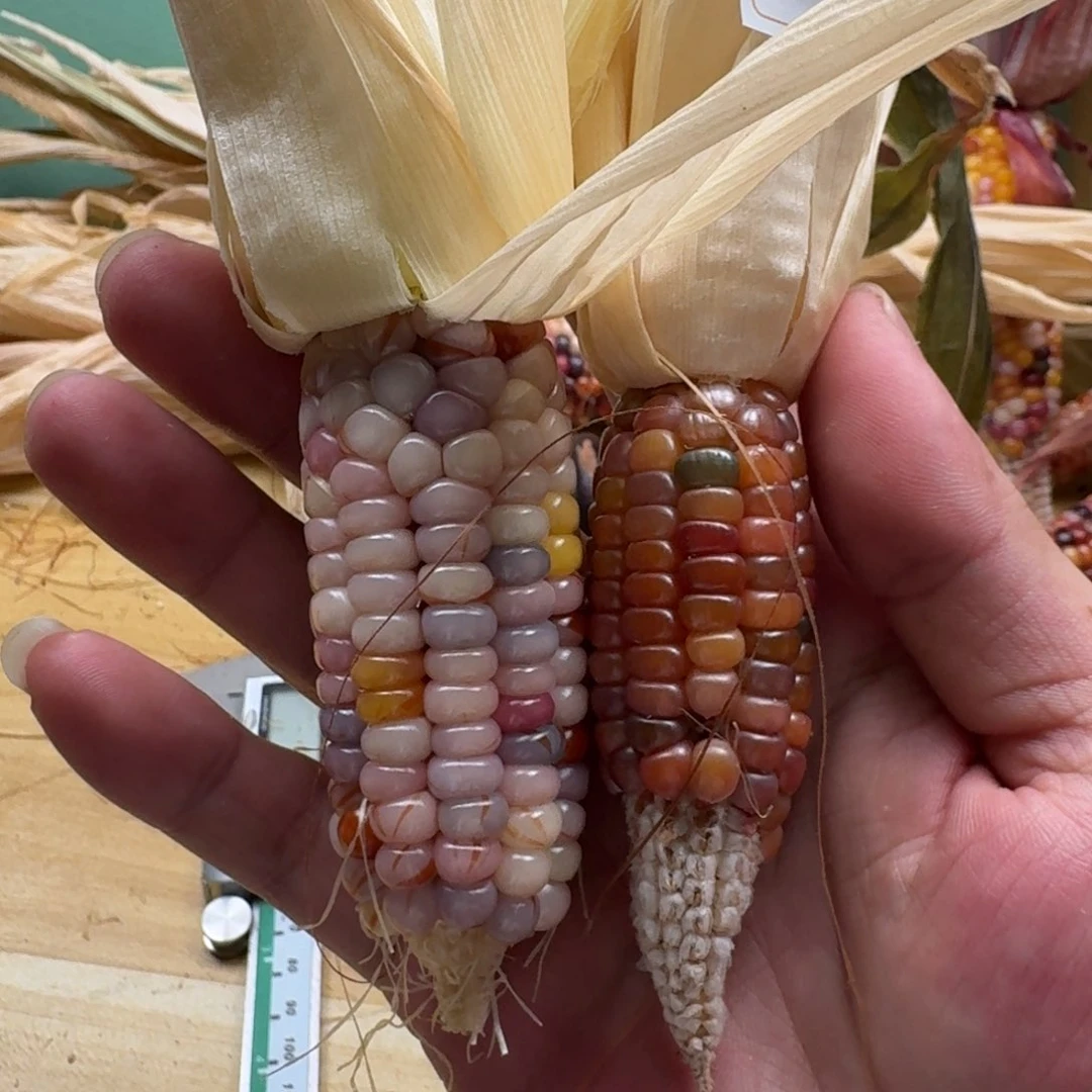 梵***山柏香籽/百香籽吊坠