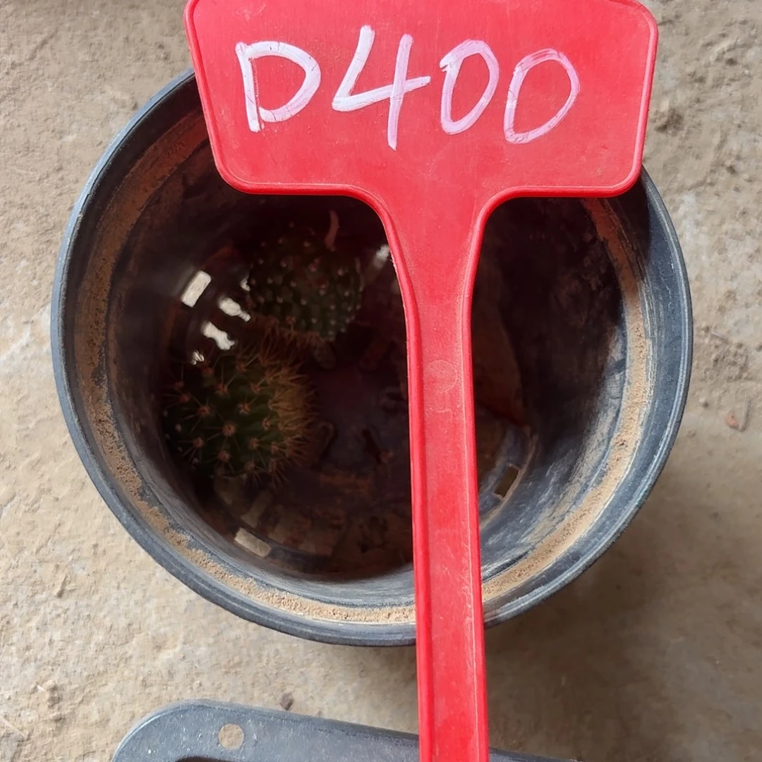爱***窝D400,苏乞儿两个侧牙