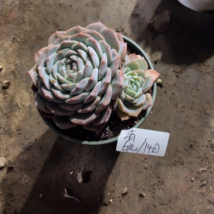 多肉植物一物一拍满29元包邮夏景多肉基地