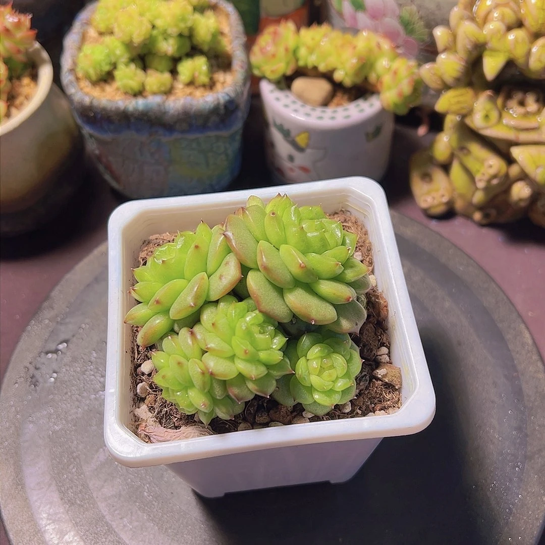 潇*妹灯泡珍妮，多肉植物，