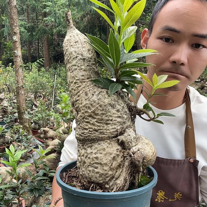 无花朵我也想你了啊我也