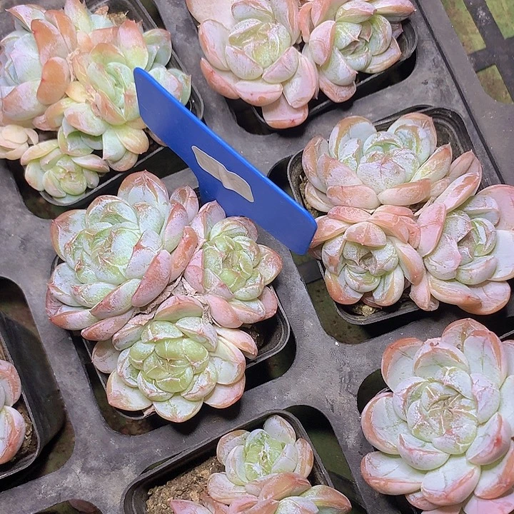 爱堡三头脱土发货