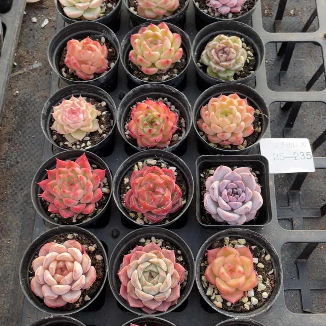 一物一拍18颗25-235