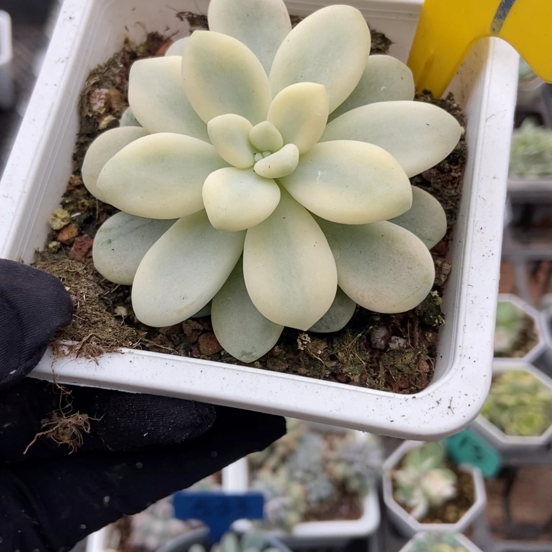 859艾伦锦多肉植物
