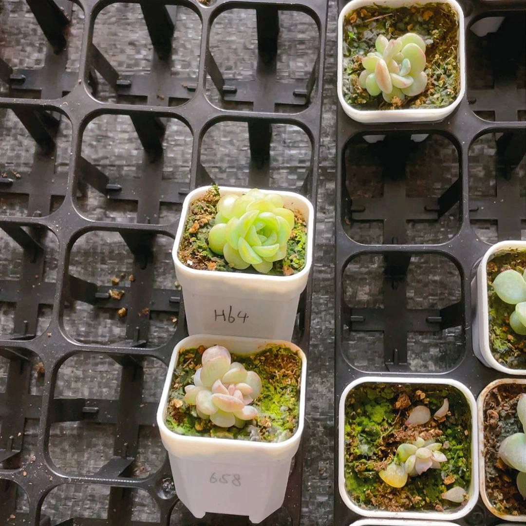 G****yH64 ／658 中盆一个满25包邮