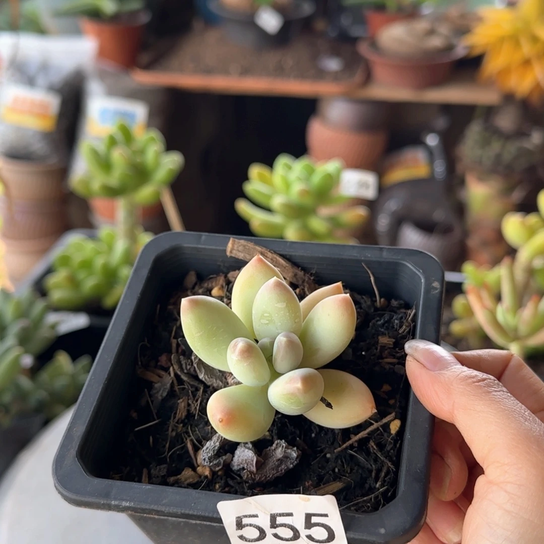 555号 一物一拍 一物一拍