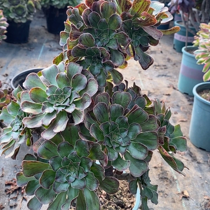 拉丝锦54多肉植物法师法师