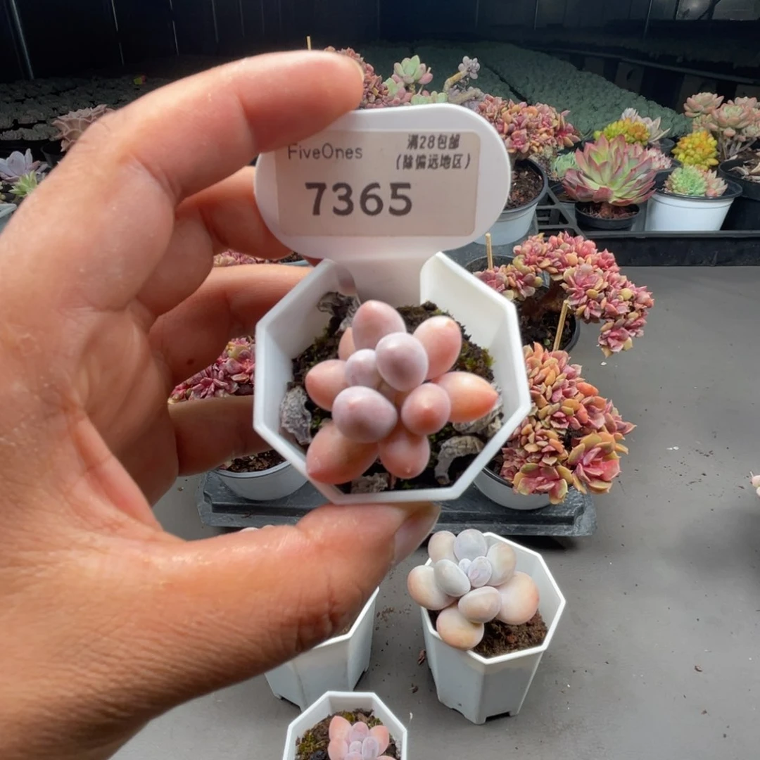 没****哥7365汤圆4.0厘米