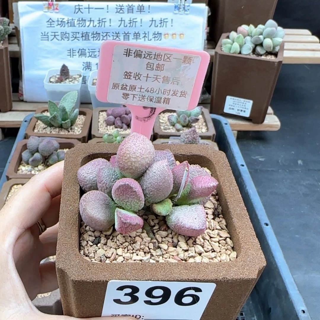 396赛猪肝多肉植物