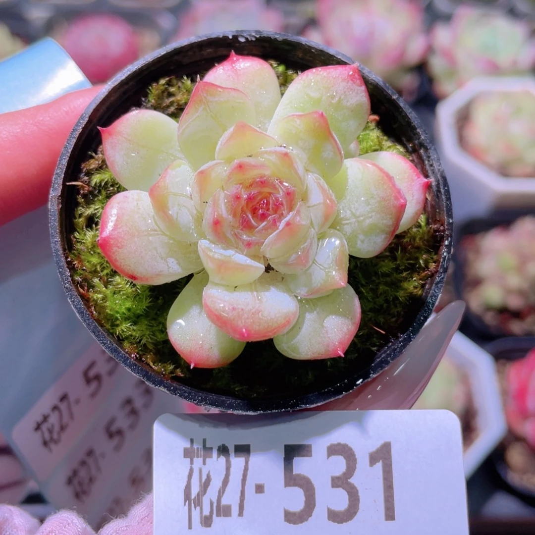 花利美27-531琴心
