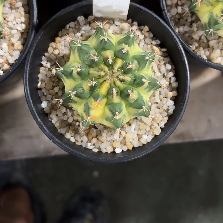 270-0530泰国发货多肉