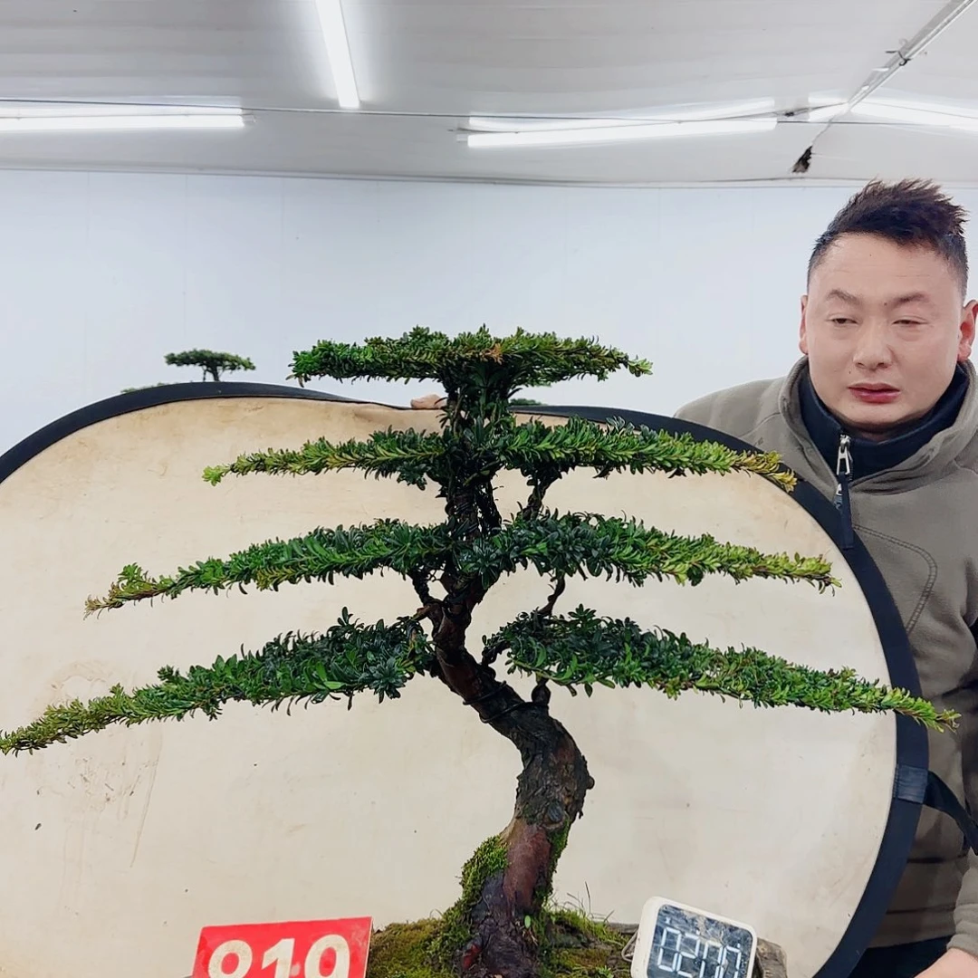 臻*盆景制作过程非常