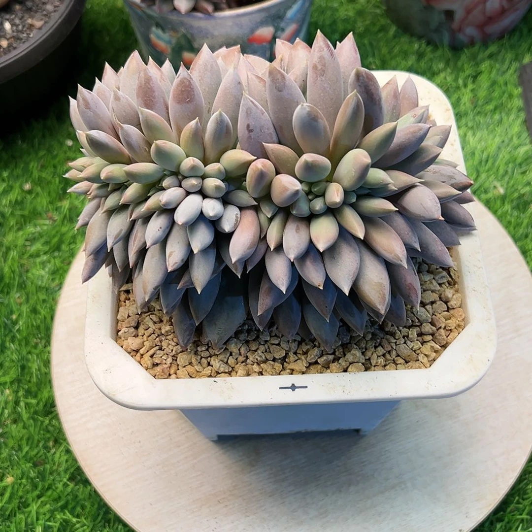 【闪购商品】焦糖哥特缀