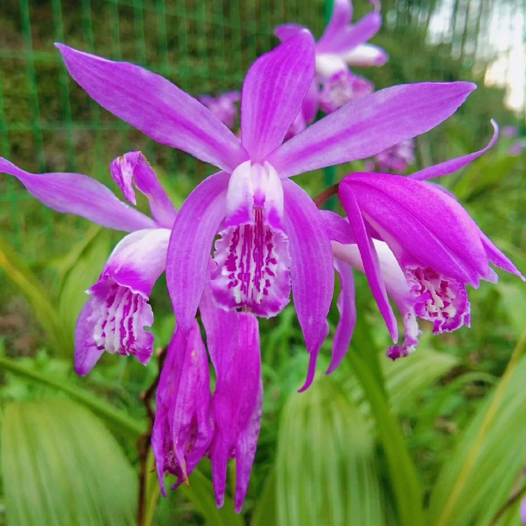 贵州白芨种子苗中药材新鲜紫花三叉白及兰花块茎种植可食用带花苞