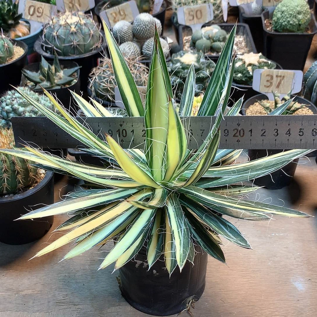 龙枝白丝锦