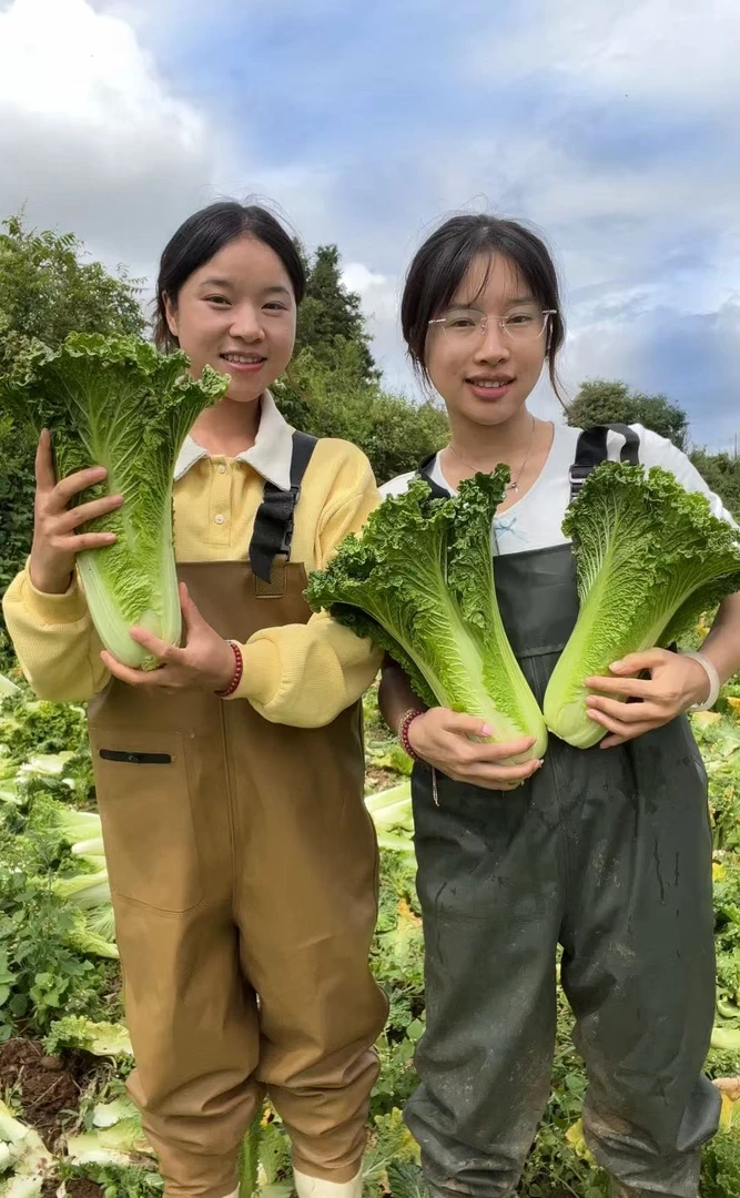 【顺丰包邮】贵州露天农家青口白菜现砍现发