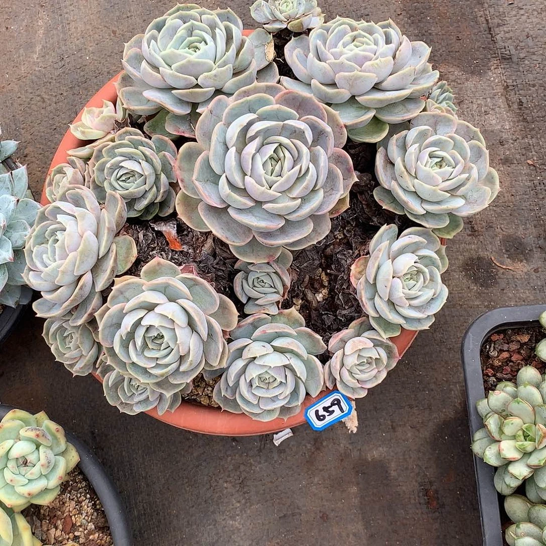 659蓝色惊喜 一物一拍多肉