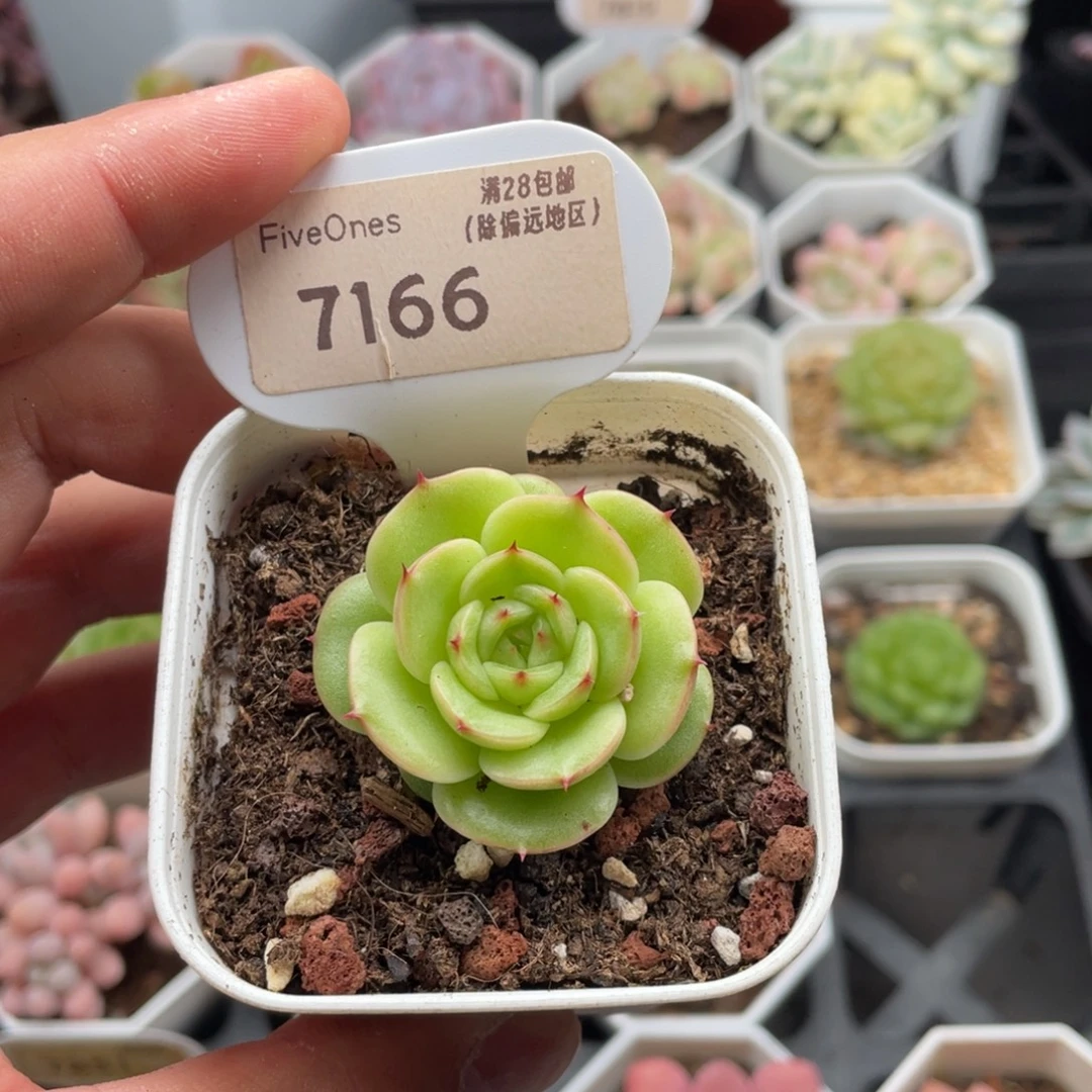 圆星7166-4.0厘米