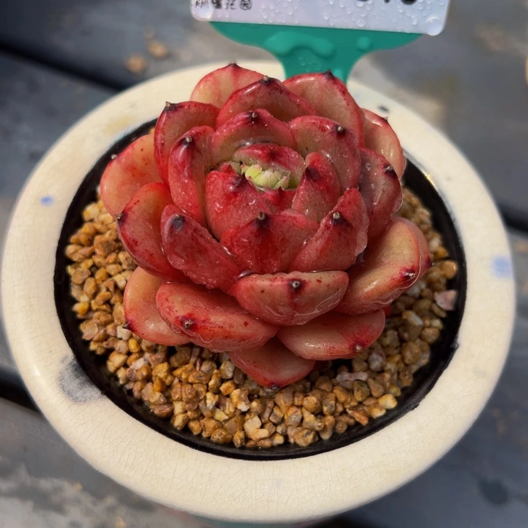 从前慢多肉精选编号0305.310