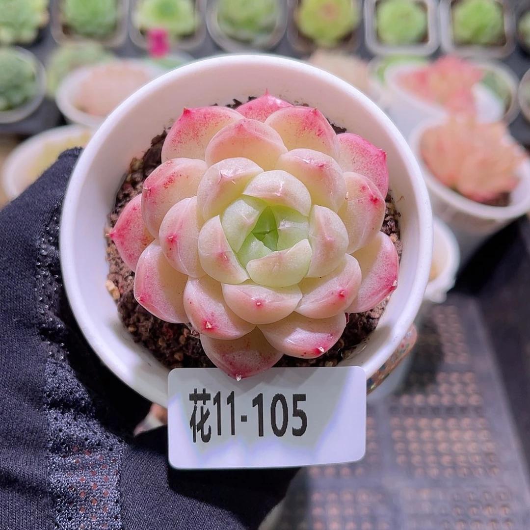 花利美11-105麦秆单头