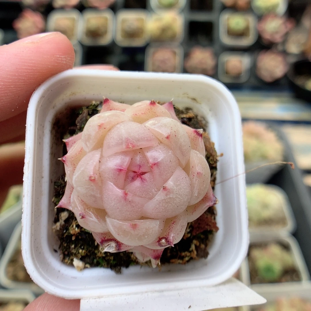 半****?T93 ，20包邮两天凑单偏远不发货