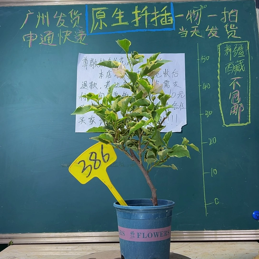 当前无花栽培后可以开花 福利 马斯  386